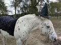 Magicappaloosa