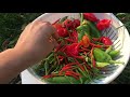 Harvest very hot pepper (lần đầu trồng và hái ớt cay không cấp độ🥵)