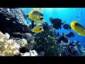 Beautiful Coral and Schools of Fish (4K UltraHD)- Relaxation Film - Peaceful Relaxing Music