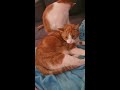 Cats clean each other/ Relaxing