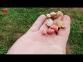 How to grow peanuts in your garden? Everything you need to know!