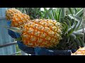 Revealing Tips for Growing Pineapple With Just Few Simple Steps, Big Fruit At Home