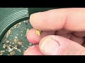 Klesh Gold Paydirt-Gold Custom Paydirt - Part 1