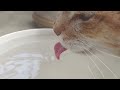 Cat Drinking Water ASMR