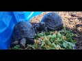 Aldabra tortoise babies eating breakfast