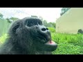 POV: Cute Elderly Female Gorilla Enjoys The Peace and Quiet | The Shabani's Group