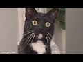 Try Not To Laugh 🤣 New Funny Tuxedo Cats Video 2024 😹