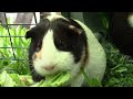 Relaxing Guinea Pig Video to help relieve stress
