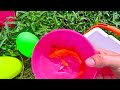 Video Of Catching Colorful Baby Shrimp, Bullfish, Angelfish, Guppies, Turtles, Ornamental Fish, Koi