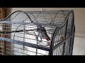 African grey parrot...what is this...?