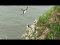 RSPB Bempton Cliffs - A dawn till dusk experience