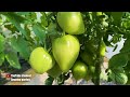 Are tomatoes curling up their leaves! Everything is fixed in the moment