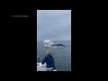Watch a whale surface and crash onto boat, capsizing it, off New England coast