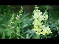 GROWING SNAPDRAGONS: How to Grow Snapdragon Seeds Start to Finish - Planting Snapdragon Flowers