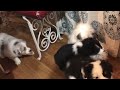 Australian Shepherd puppies herding