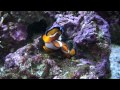 Clownfish defend their eggs