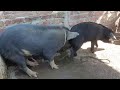 Pig Mating