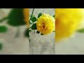 #shorts yellow roses flower