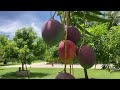 Most Beautiful Mango Orchard (Part 1)