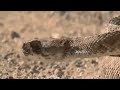 Eagle Steals Crocodiles Baby