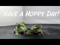 Meet The American Green Tree Frogs!