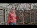 Prune Your Own Peach Trees! Easy Guide for Home Growers