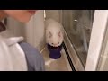 My Cats React to Our New House! (ENG SUB)