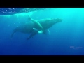 Humpback Whales Hawaii with GoPro Hero 4 Black 1080@120fps