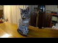 Cat Loves Owner | Life in Japan | #12