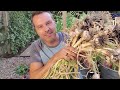 Top 6 Easy To Grow Vegetables For Beginners/SEED TO HARVEST