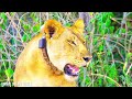 Close Up Portraits Of Africa's Ultimate Predators on Spy Camera - African Wildlife 4K ULTRA HD