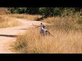 A MONTH in the KRUGER - TALAMATI BUSHWELD CAMP (Episode 9)