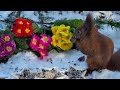 Squirrels in Winter Wonderland🌲❄️ | Eichhörnchen im Schnee bei Sonnenschein