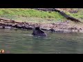 Grizzlies Fighting Over Elk Carcass Yellowstone National Park 9.26.20