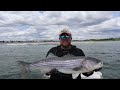 GIANT STRIPERS IN MAY, The big Striped Bass came to Maine early this year.