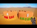 Big Cats VS Ancient Big Cats Animals Race in Planet Zoo included Lion, Smilodon, Cheetah, & Tiger