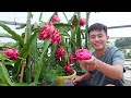 The Secret To Growing Dragon Fruit On The Terrace For A Lot Of Fruits, Fast Harvest