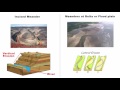 Landforms and their Evolution - Chapter 7 Geography NCERT Class 11