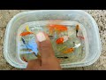 Find colorful Ornamental fish, Betta fish, koi fish, koki fish, Channa fish, catfish, animal videos