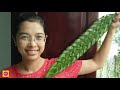 CÁCH ĐAN LÁ DỪA ĐƠN GIẢN ĐẸP | DIY with coconut leaves SIMPLE