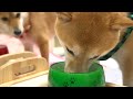 The Shiba Inu was shocked by the violent shaking and refused to come out of its house...