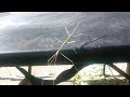 Walking Stick Bug In Action!