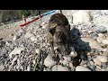 Cutest Cockapoo puppy ever goes on a playdate with a Staffy to the beach