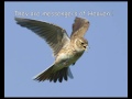 Save the skylarks !