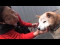迷い犬リャン、飼い主と2年ぶりの対面 Losted Shiba Inu met owner after  2 years