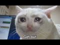 Crying Cat Telling You To Get Out