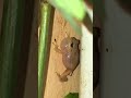 Coqui (frog) sound - El Yunque, Puerto Rico