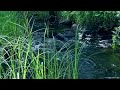 The sound of a river that melts your brain, the voice of a bird [study, sleep, relaxation, ASMR]