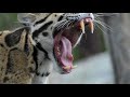 The Clouded Leopard - A Killing Machine