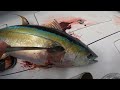 Yellowfin Tuna Fishing in Venice Louisiana with Mexican Gulf! Ultimate Fishing Adventure! EP1